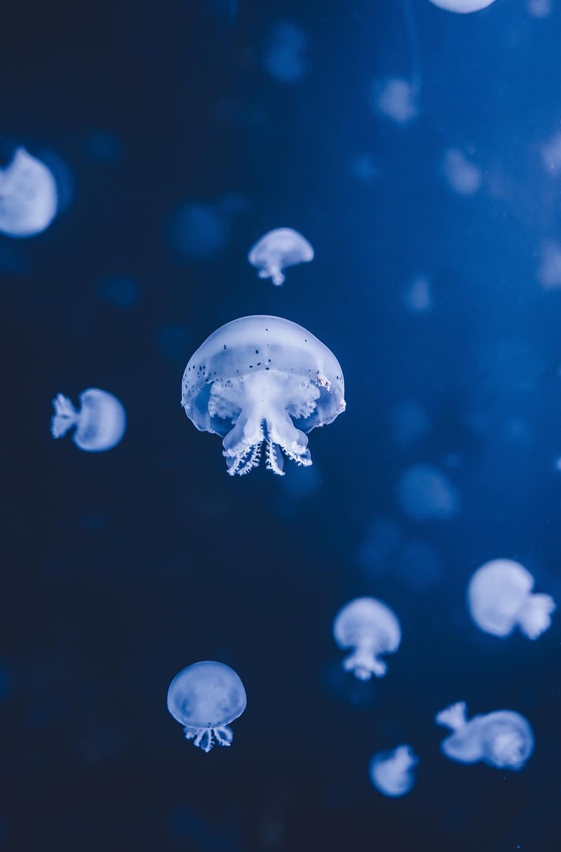 Underwater Vows